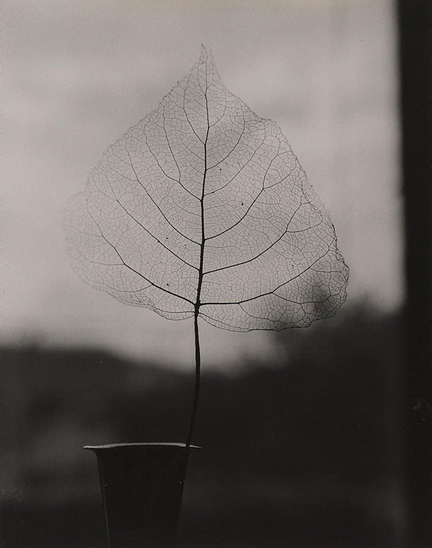 AGNSW collection Olive Cotton Skeleton leaf 1964